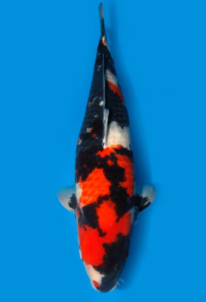 Koi Shop Dainichi Showa Sansai Monroe female 65cm T15-1847