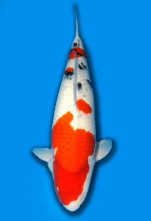 Koi Shop Dainichi Sanke Sansai MrBig female 62cm T15-1849