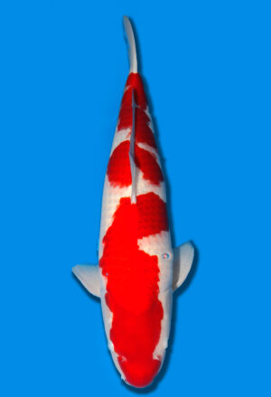 Koi Shop Dainichi Kohaku Sansai Wild male 65cm T15-1846