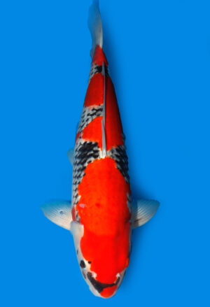 Koi Shop Kanno Goshiki Sansai Kanno female 62cm T15-1836