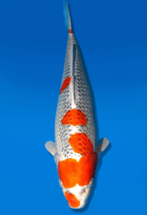 Koi Shop Dainichi Kujaku Sansai Omo/Maru female 57cm T15-1861