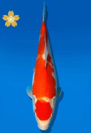 Koi Auktion Dainichi Kohaku Tosai RedTiger - 30cm GT3-0800