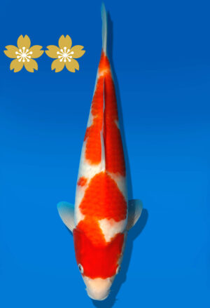 Koi Auktion Dainichi Kohaku Tosai RedTiger - 36cm GT3-0799
