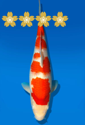 Koi Auktion Dainichi Kohaku Tosai WhiteDragon - 36cm GT3-0802