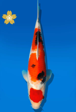 Koi Auktion Dainichi Sanke Tosai MSankejr. - 30cm GT3-0801