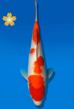 Koi Auktion Dainichi Kohaku Tosai RedTiger - 32cm GT3-0798