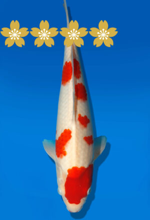 Koi Auktion Dainichi Kohaku Tosai RedTiger - 32cm GT3-0797