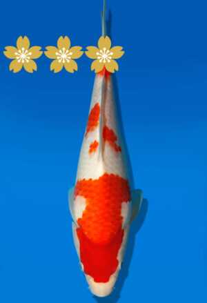Koi Auktion Dainichi Kohaku Tosai WhiteDragon - 32cm GT4-0796