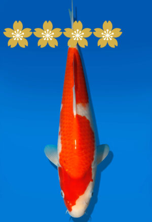Koi Auktion Dainichi Kohaku Tosai WhiteDragon - 34cm GT4-0795