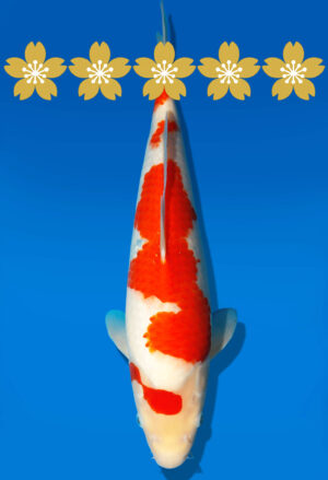 Koi Auktion Dainichi Kohaku Tosai WhiteDragon - 35cm GT4-0803
