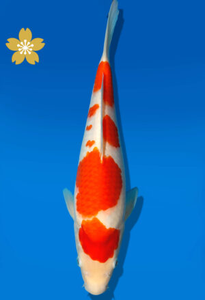 Koi Auktion Dainichi Kohaku Tosai WhiteDragon - 31cm GT4-0794
