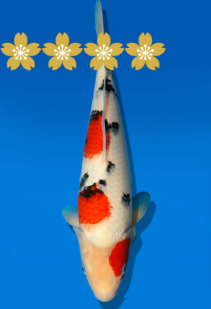 Koi Auktion Dainichi Sanke Tosai NewMSankejr. - 31cm GT4-0793