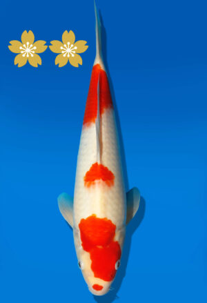 Koi Auktion Dainichi Kohaku Tosai RedTiger - 34cm GT4-0792