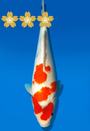 Koi Auktion Dainichi Showa Tosai Monroe - 32cm GT4-0791