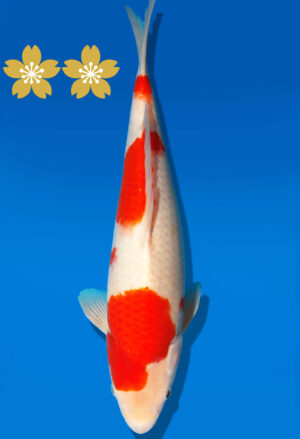 Koi Auktion Dainichi Kohaku Tosai WhiteDragon - 35cm GT4-0790