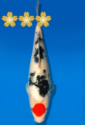 Koi Auktion Dainichi TSanke Tosai NewMSankejr. - 28cm GT4-0789