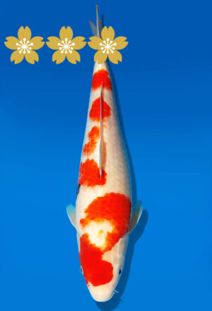 Koi Auktion Dainichi Showa Tosai Monroe - 31cm GT4-0788