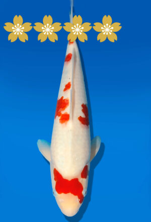 Koi Auktion Dainichi Sanke Tosai NewMSankejr. - 31cm GT4-0804