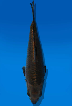 Koi Auktion Dainichi BlackDiamond Tosai BlackDiamond - 30cm GT4-0787