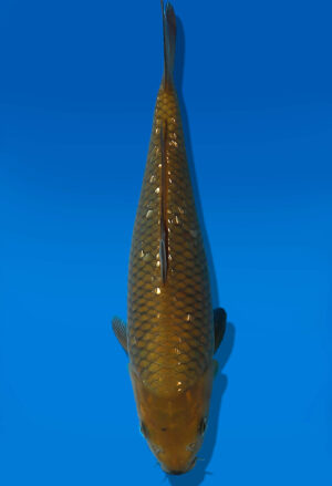 Koi Auktion Dainichi GinrinChagoi Tosai BrownMonkey - 24cm GT4-0786