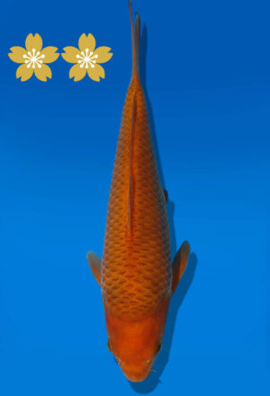 Koi Auktion Dainichi Chagoi Tosai BrownMonkey - 20cm GT4-0784