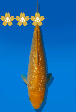 Koi Auktion Dainichi GinrinKarashigoi Tosai YellowMonkey - 22cm GT4-0785