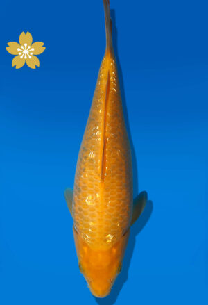 Koi Auktion Dainichi GinrinKarashigoi Tosai YellowMonkey - 23cm GT4-0783