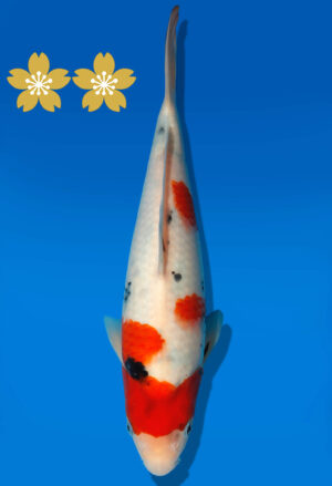 Koi Auktion Dainichi Sanke Tosai NewMSankejr. - 29cm GT4-0782