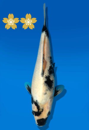 Koi Auktion Dainichi Shiro Tosai Monroe - 27cm GT4-0782