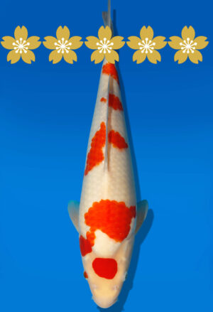 Koi Auktion Dainichi Kohaku Tosai WhiteDragon - 38cm GT4-0781