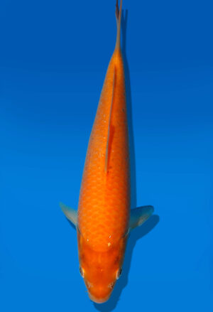 Koi Auktion Dainichi Karashigoi Tosai YellowMonkey - 20cm GT4-0780