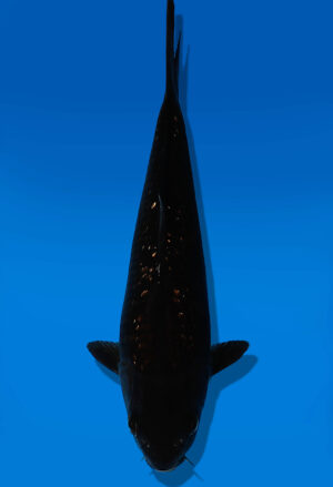 Koi Auktion Dainichi BlackDiamond Tosai BlackDiamond - 19cm GT4-0779