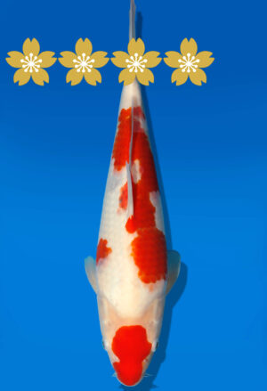 Koi Auktion Dainichi Kohaku Tosai WhiteDragon - 33cm GT5-0778