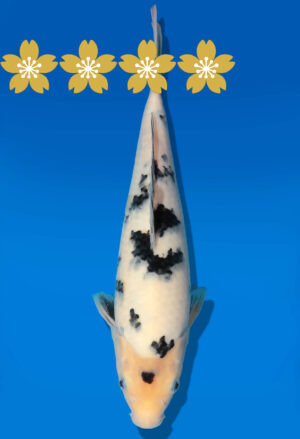 Koi Auktion Dainichi Bekko Tosai NewMSankejr. - 28cm GT5-0777