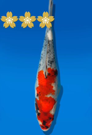 Koi Auktion Dainichi Showa Tosai Monroe - 31cm GT5-0776