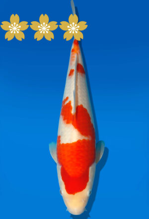 Koi Auktion Dainichi Kohaku Tosai RedTiger - 34cm GT5-0775