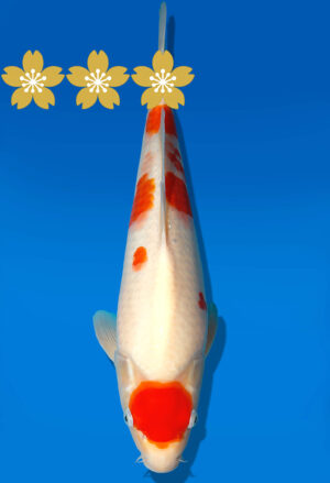 Koi Auktion Dainichi Kohaku Tosai WhiteDragon - 40cm GT5-0774