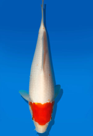 Koi Auktion Dainichi Tancho Tosai WhiteDragon - 25cm GT5-0772