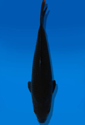 Koi Auktion Dainichi BlackDiamond Tosai BlackDiamond - 25cm GT5-0771