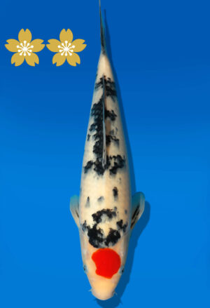 Koi Auktion Dainichi TSanke Tosai NewMSanke - 32cm GT5-0767