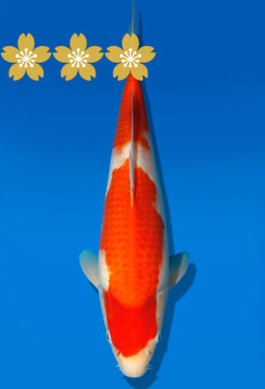 Koi Auktion Dainichi Kohaku Tosai WhiteDragon - 40cm GT5-0768