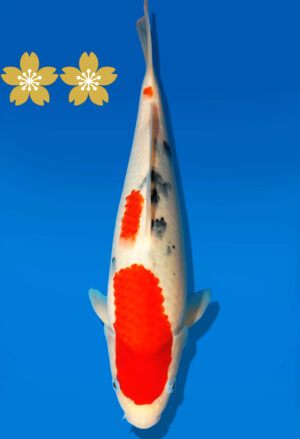 Koi Auktion Dainichi Sanke Tosai NewMSanke - 32cm GT5-0769