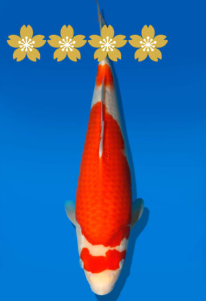Koi Auktion Dainichi Kohaku Tosai WhiteDragon - 35cm GT5-0770