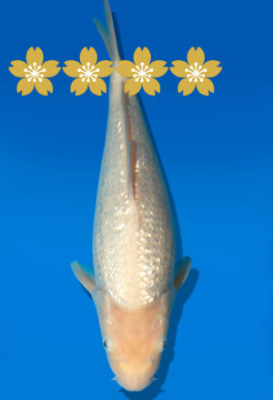 Koi Auktion Dainichi GinrinWhite Tosai WhiteMonkey - 31cm GT5-0819