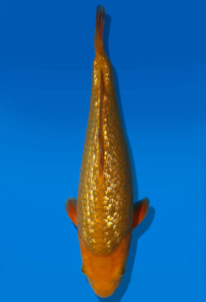 Koi Auktion Dainichi GinrinChagoi Tosai BrownMonkey - 32cm GT5-0819