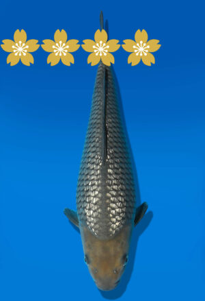 Koi Auktion Dainichi GinrinSoragoi Tosai GinrinSora/Sora - 30cm GT6-0820