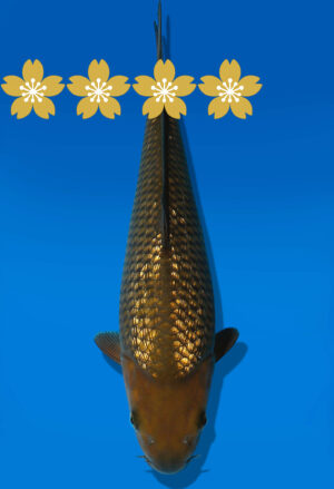 Koi Auktion Dainichi GinrinChagoi Tosai BrownMonkey - 34cm GT7-0805