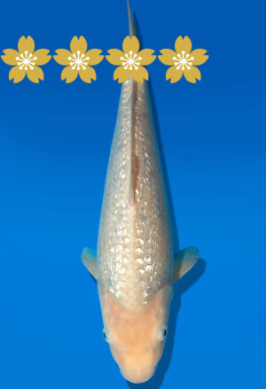 Koi Auktion Dainichi GinrinShiro Tosai WhiteMonkey - 29cm GT6-0822