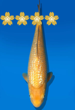 Koi Auktion Dainichi GinrinKarashigoi Tosai YellowMonkey - 32cm GT6-0823