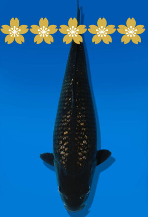 Koi Auktion Dainichi BlackDiamond Tosai BlackZeus - 34cm GT7-0824